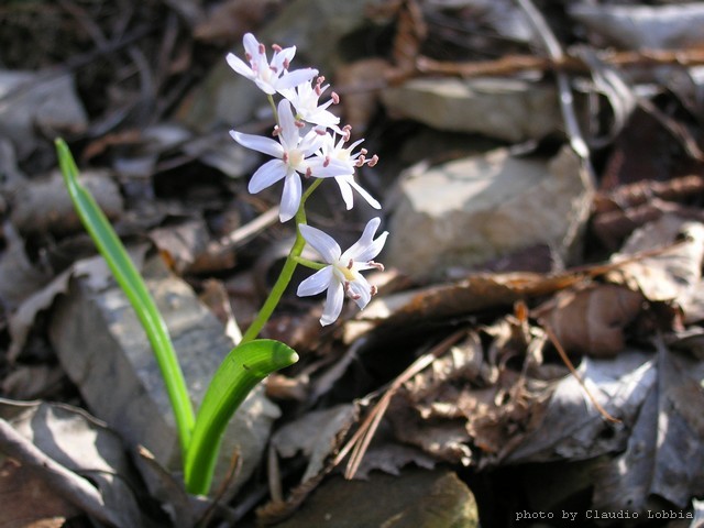 Scilla bifolia ed Hepatica nobilis albine